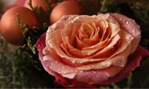 acqua di rose benefici capelli