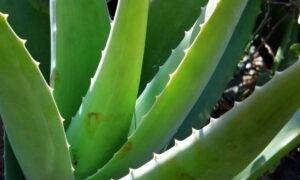 Aloe vera estrarre gel