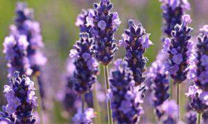 giardino api lavanda