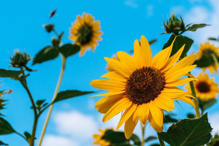 Olio di girasole, alleato dei capelli (Pexels)