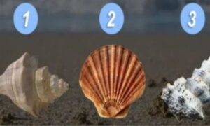 test conchiglia