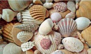 test conchiglia