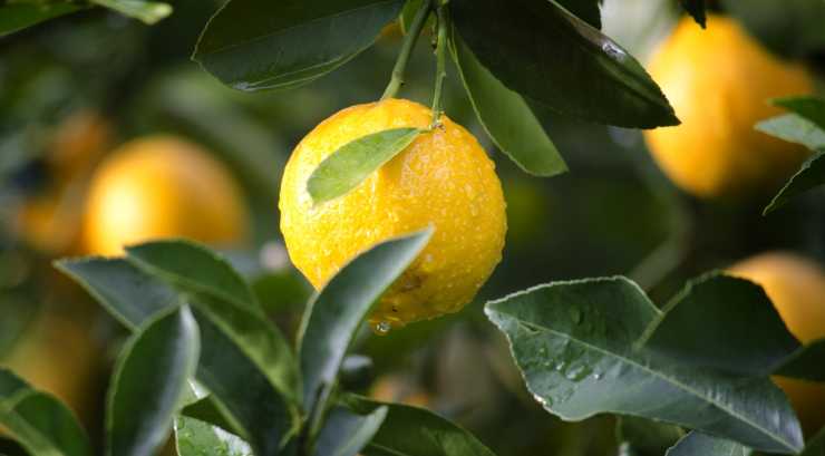 Limoni in vaso_ i trucchi per coltivarli ed averli a costo zero