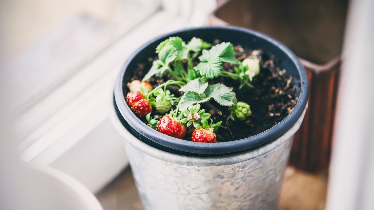 Fragola in vasetto (Pexels)