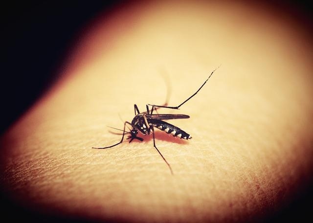 Zanzare: ecco un rimedio naturale