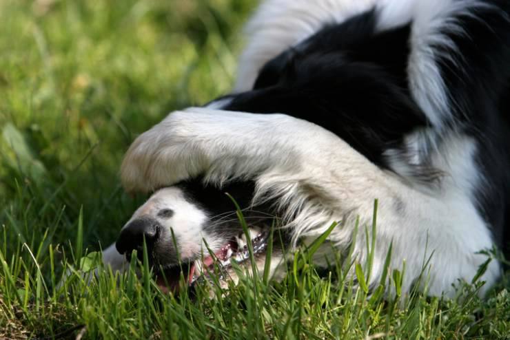 Cani: perché hanno questo atteggiamento?