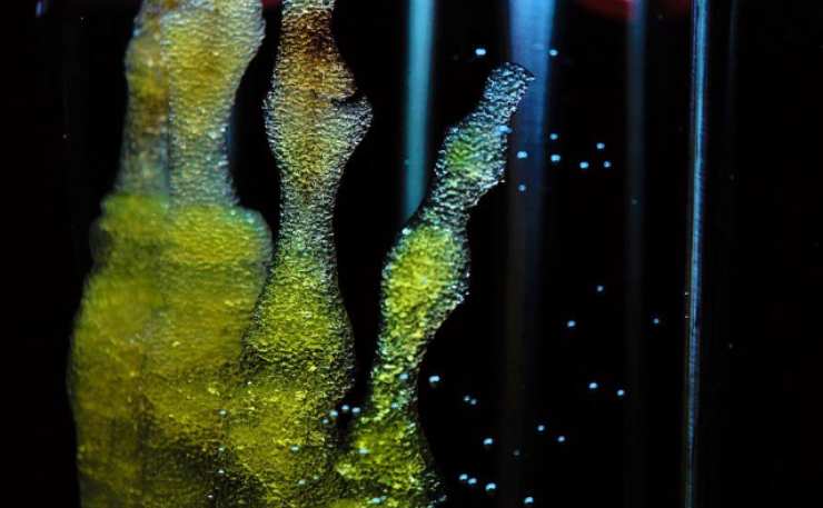 La TGF-beta, controlla il processo delle cellule staminali