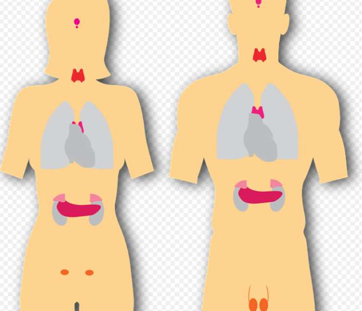 Le ghiandole sudoripare_ ghiandole eccrine e ghiandole apocrine