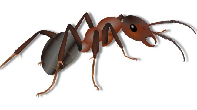 formiche mosche