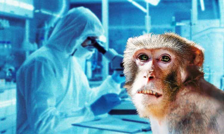 Vaiolo delle scimmie emergenza sanitaria globale 
