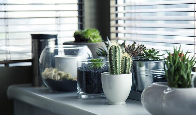 Ecco alcune piante insolite per abbellire la vostra abitazione!