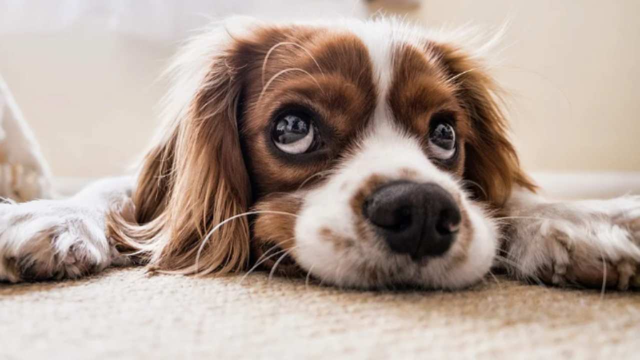 Cane che abbaia in condominio? Ecco la risposta della legge