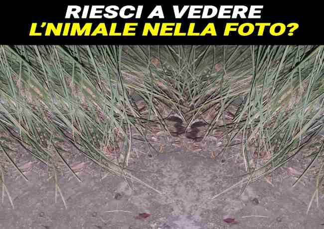 Vedi l'animale nascosto? Nessuno ci riesce, impossibile che sia tu