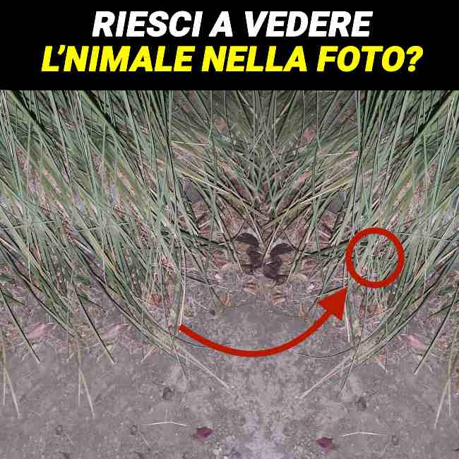 Vedi l'animale nascosto? Nessuno ci riesce, impossibile che sia tu