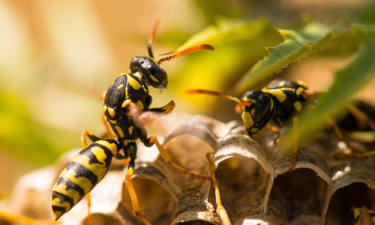 Wasps remove it naturally