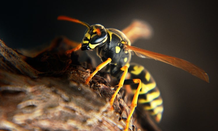 Wasps remove it naturally 