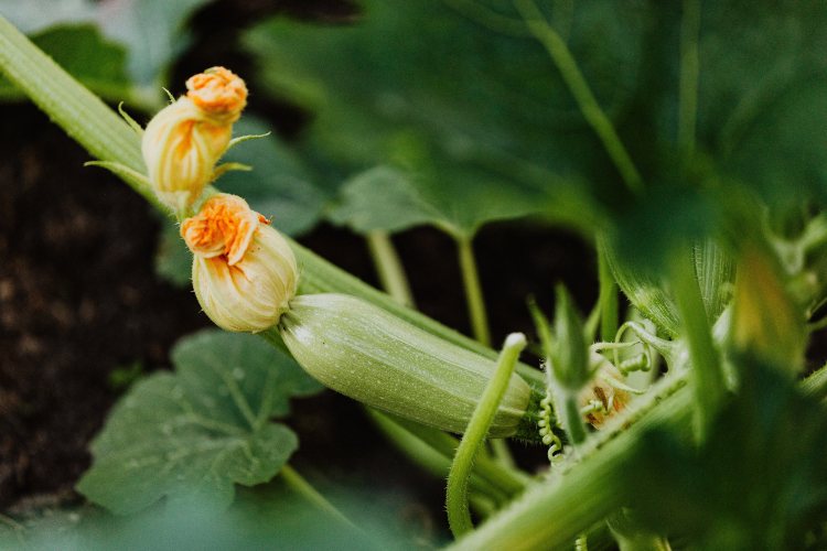 Zucchine (Pexels)