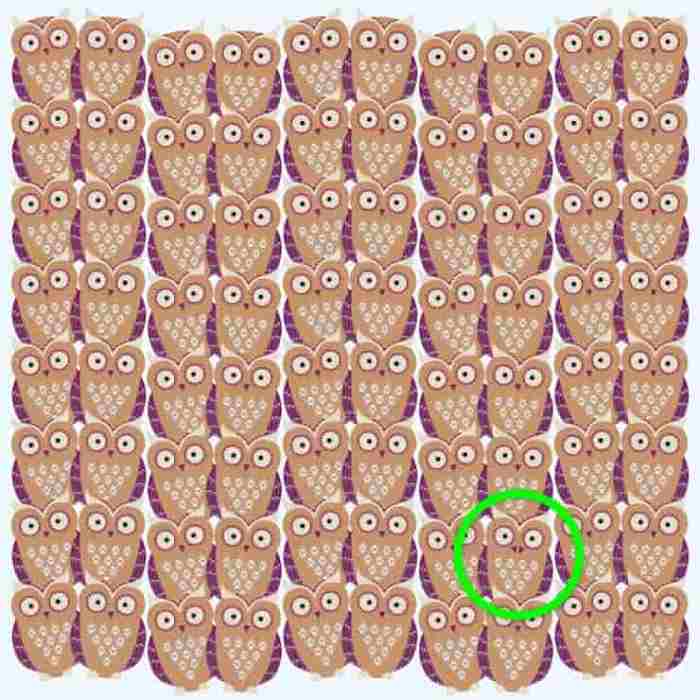 Test Visivo: quale gufo è diverso da tutti gli altri?