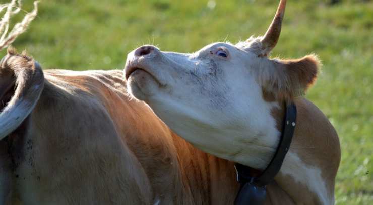 Mucca pazza_ sta tornando_ Ecco dove ci sono casi ed attenzione a questi sintomi