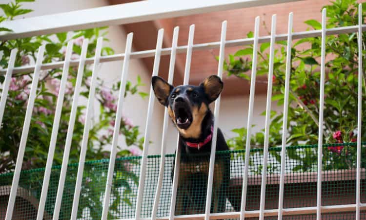 Cani condominio si possono tenere