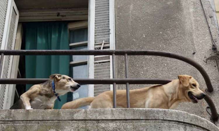 Cani condominio si possono tenere