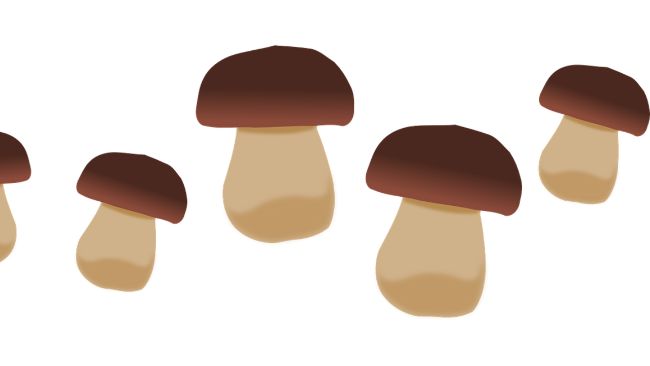 funghi porcini come conservarli