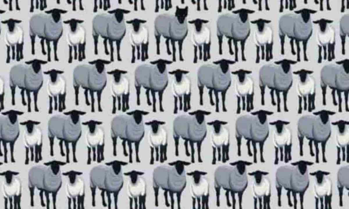 Lupi: quanti ne vedi tra le pecore? Sbagliano tutti, anche tu
