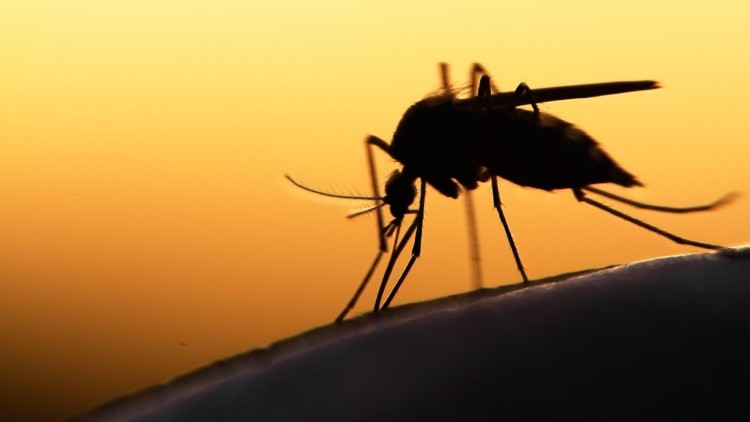 Zanzare e mosche, uno studio consente di contrastare il disagio (Adnkronos)