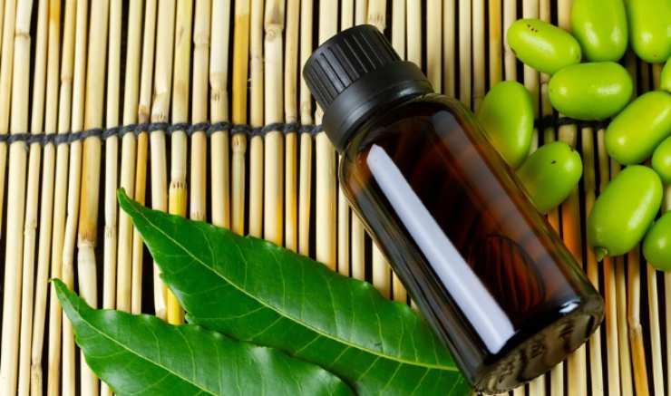 Applicare Olio di neem, Il suo odore forte terrà lontani i parassiti