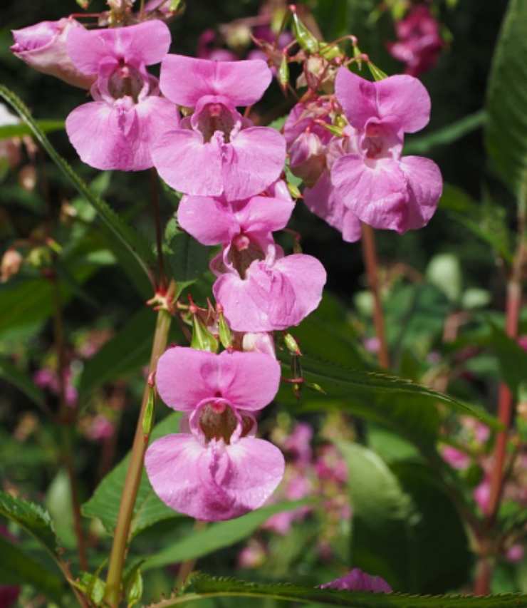 Balsamina ghiandolosa Impatiens glandulifera