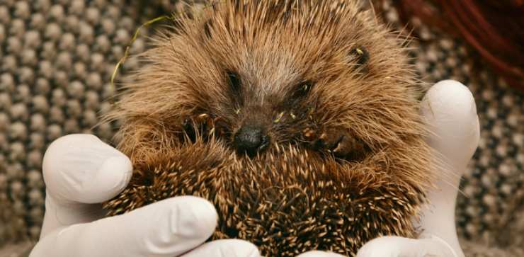 Zanzare aiuto! Non ci lasceranno in pace fino a dicembre 9 I repentini sbalzi di temperatura comprometterebbero il letargo di alcune specie di animali