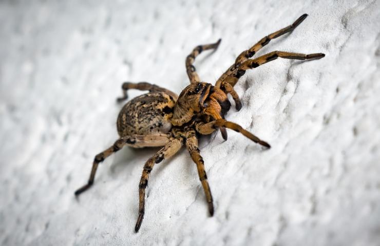 ragno violino vedova nera cosa fare