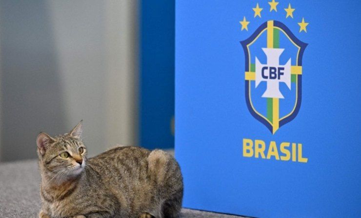 Gatto allontanato in malo modo dalla conferenza stampa in Qatar: arrivano le Ong e chiedono 180 mila euro 9 Gatto lanciato
