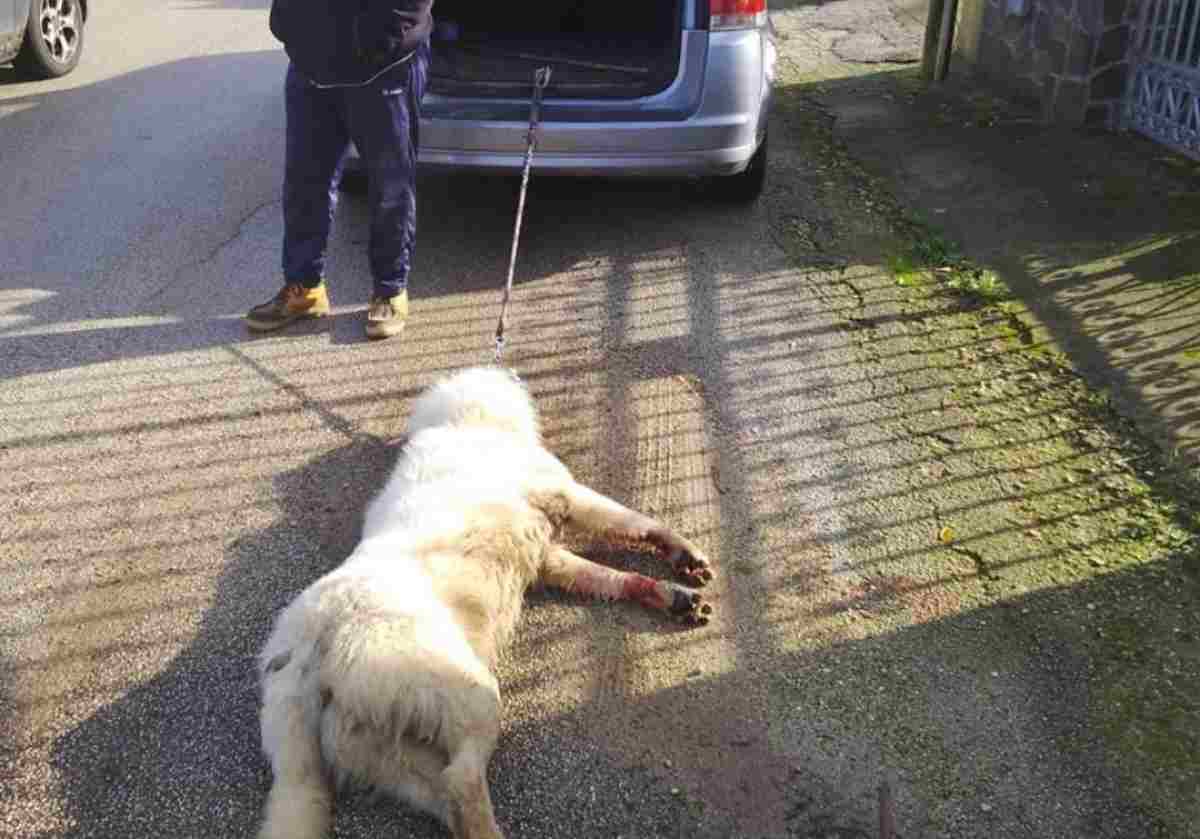 Trascina il cane con l'auto 