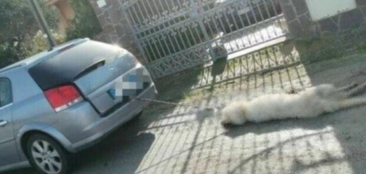 Trascina cane con l'auto 