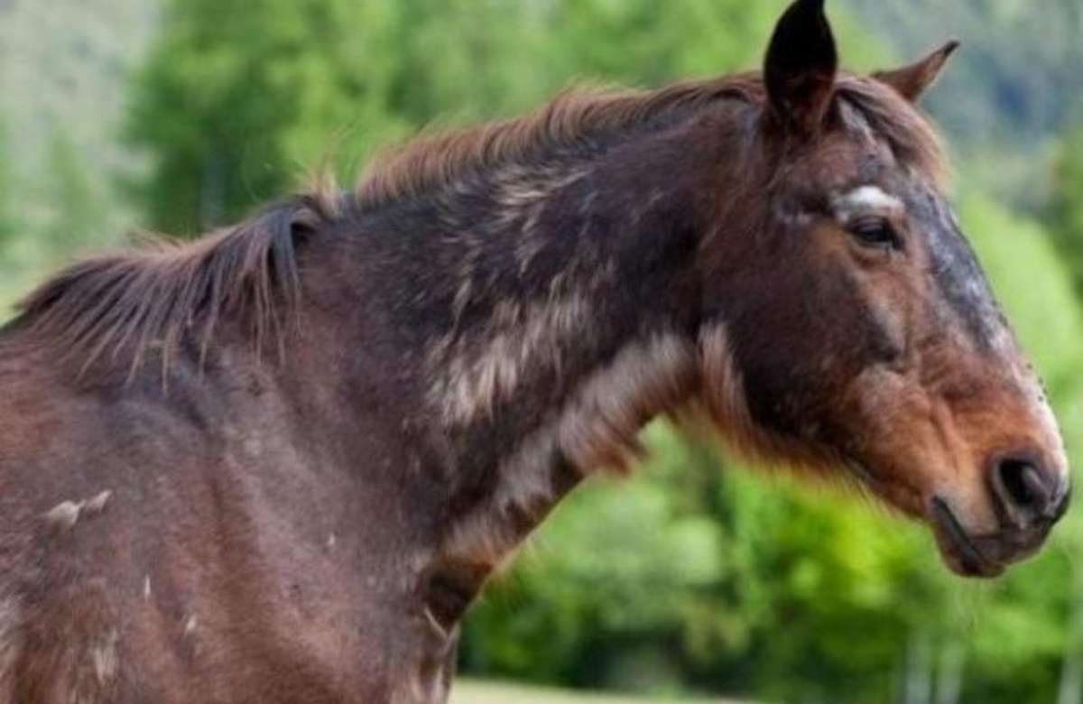 Cavallo cieco abbandonato 