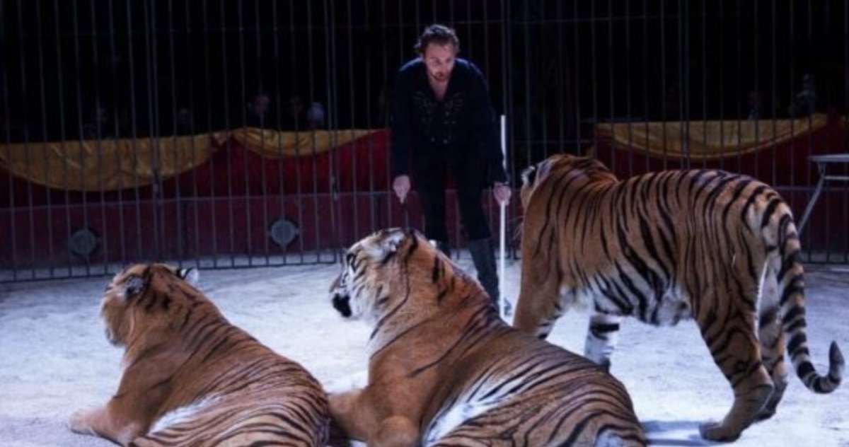 Ivan Orfei aggredito da una tigre 