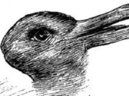 test visivo anatra coniglio personalità