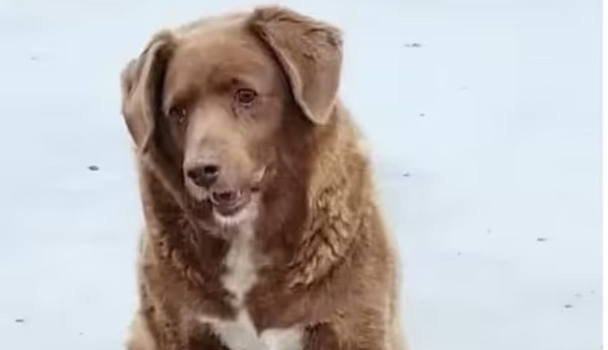 Cane più longevo al mondo